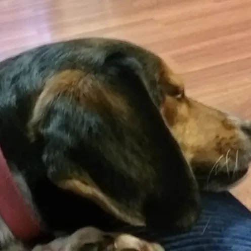 Dog sleeping on lap with red collar and big ears.